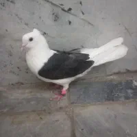 کفتر پشتدار