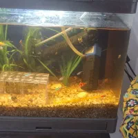 اکواریوم شیشه خم