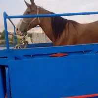 فروچندراس اسب