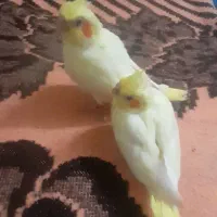 جوجه عروس هلندی نرمه خور