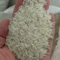 برنج فجر