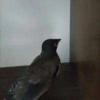 جوجه مینا