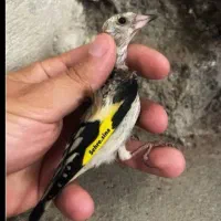 جوجه سهره(توضیحات رو بخونید)