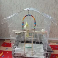 عروس هلندی نر