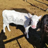 گوساله ماده پانزده روزه