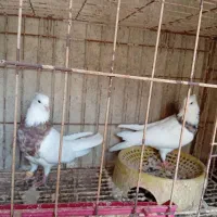 کبوتر