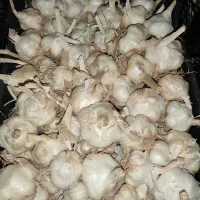سیر مرغوب