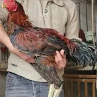 جوجه لاری نسل دار