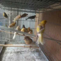 قناری جوجه قناری رسمی
