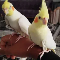 دو عدد لوتینو چشم شرابی
