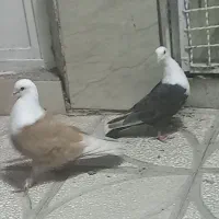 جفت هفترنگ دم سفید آس