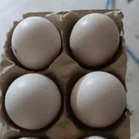 تخم لاری اصل