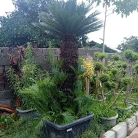 سیکاس در همه سایز