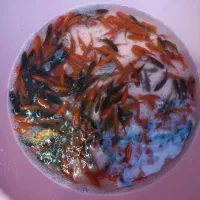 فروش ماهی قرمز