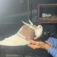 کبوتر مسافتی نر