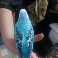 مرغ عشق ماده