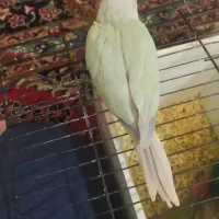 جوجه گرینچیک پشت مونچیک  تراکوییس آبی عروس هلندی