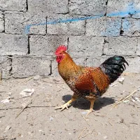 خروس|حیوانات مزرعه|بابلسر, |دیوار