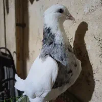 کبوتر رنگی