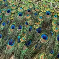 پر طاووس هندی تک و عمده