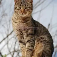 گوربه