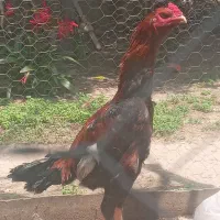 خروس لاری۹ ماهه