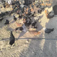 مرغ بومی و محلی