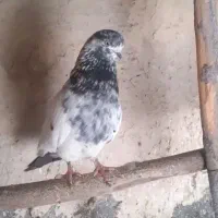 نرکله سبز دم سیاه