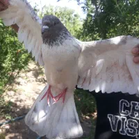 سلام ۳ عدد کفتر به فروش میرسد
