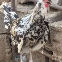 جوجه خروس گلین چهل تاج