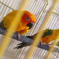 جفت خورشیدی