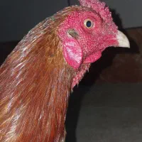 گمشده میناب یابنده مژدگانی داده می شود