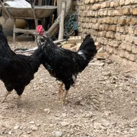 یه جفت نیمچه فول بدون غلط