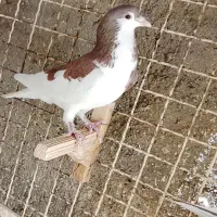 کبوتر ضمانتی