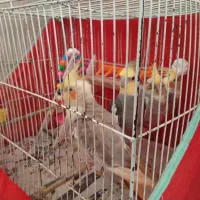 عروس هلندی