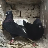 کبوتر زیل دم‌سفید