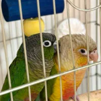 طوطی گیرنچیک