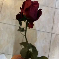 گل رز برند زانوسی