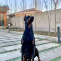دوبر رایگاان