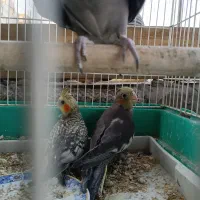 عروس هلندی