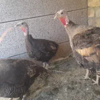 بوقلمون ماده