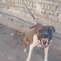 پیت بول دانه ۳و دوبرمن وچند مدل سگ نگهبان شدید