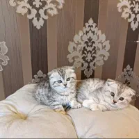 بچه گربه های بریتیش سیلور وارداتی اصیل