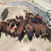 میش داشتی کاور تقلی