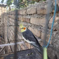 یک عددعروس هلندی