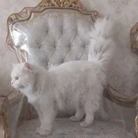 گربه پرشین نر
