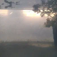 گوپی بچه