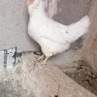 مرغ و خروس گلین لری