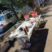 استخدام نیرو برای فلافلی