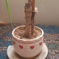 گیاه طبیعی یوکا